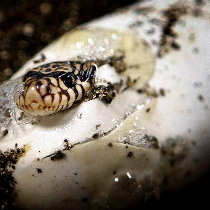 US: Protect Louisiana, Texas land for rare burrowing snake